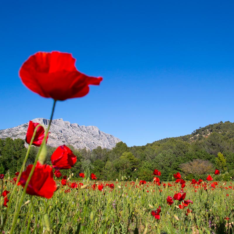 Champ de coquelicot devant la Montagne Sainte-Victoire